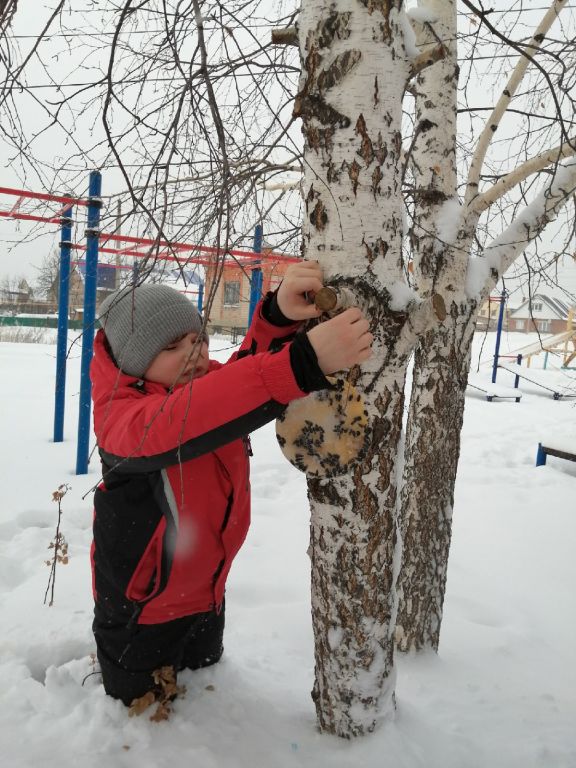 Помощь пернатым
